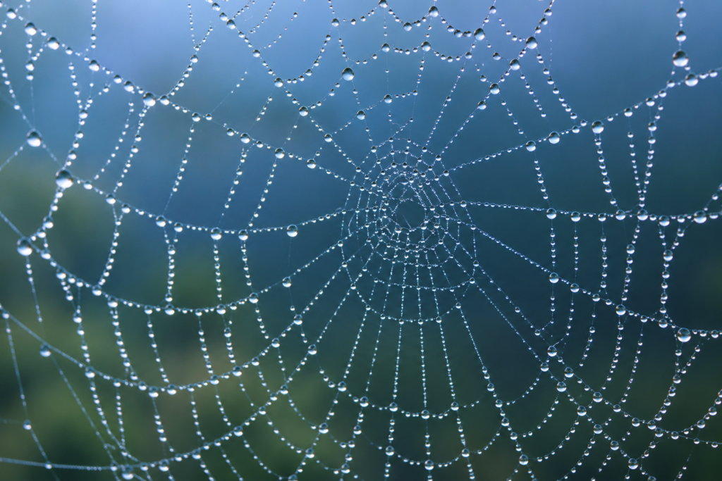 spider web svoered in morning dew